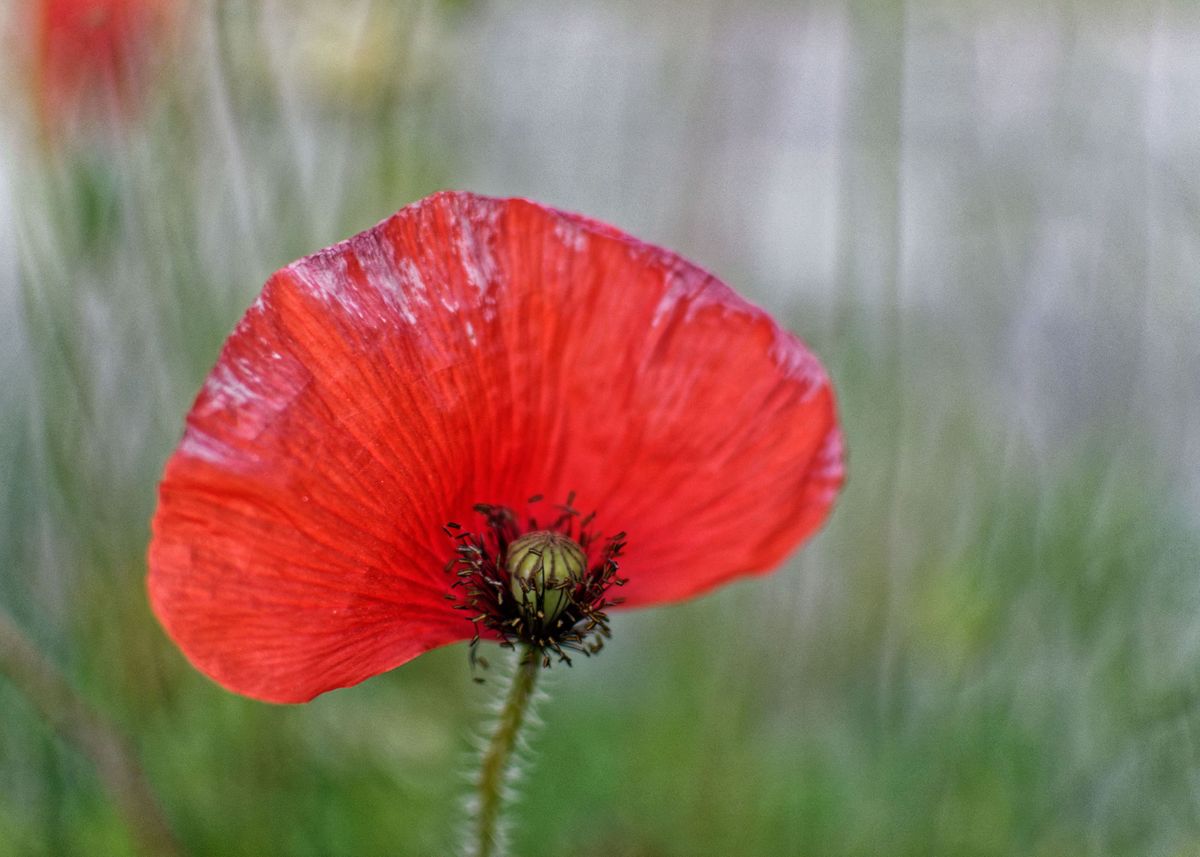 'Amazing poppy seed' Poster by Zuzanna Petronela Preiss Molnar Displate