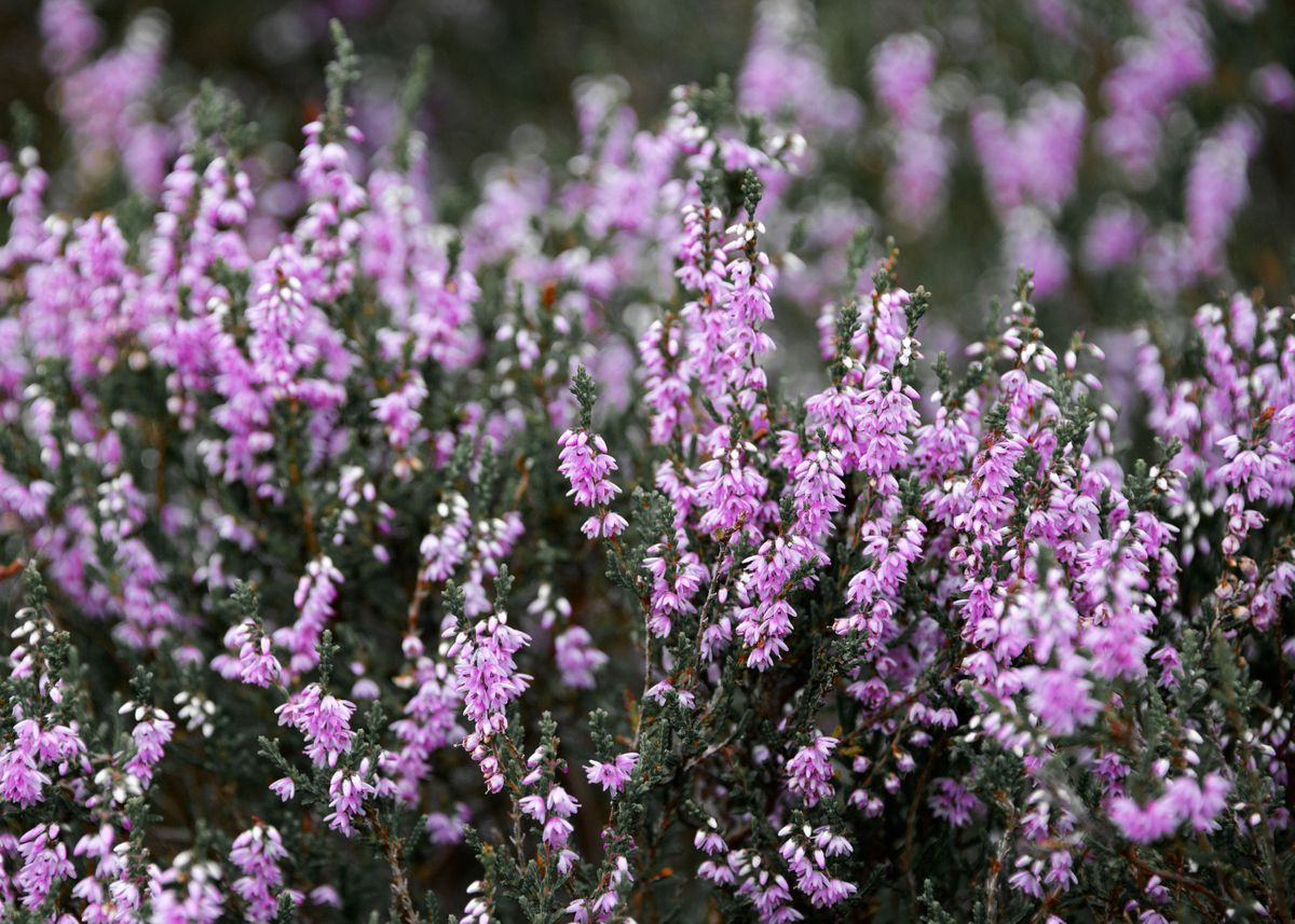 'Summer Heather' Poster, picture, metal print, paint by Svetlana Sewell ...