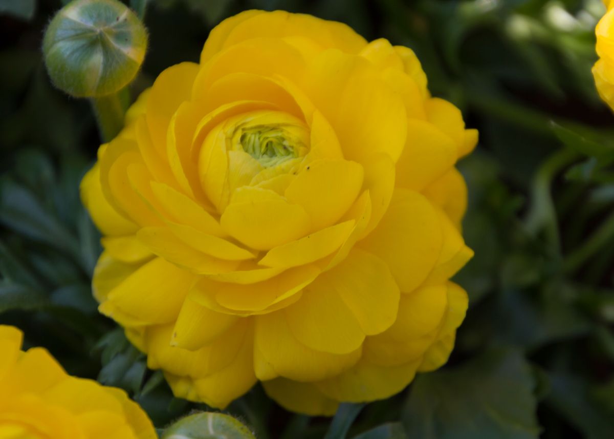 'roses in the garden' Poster by Ornella Bonomini Displate