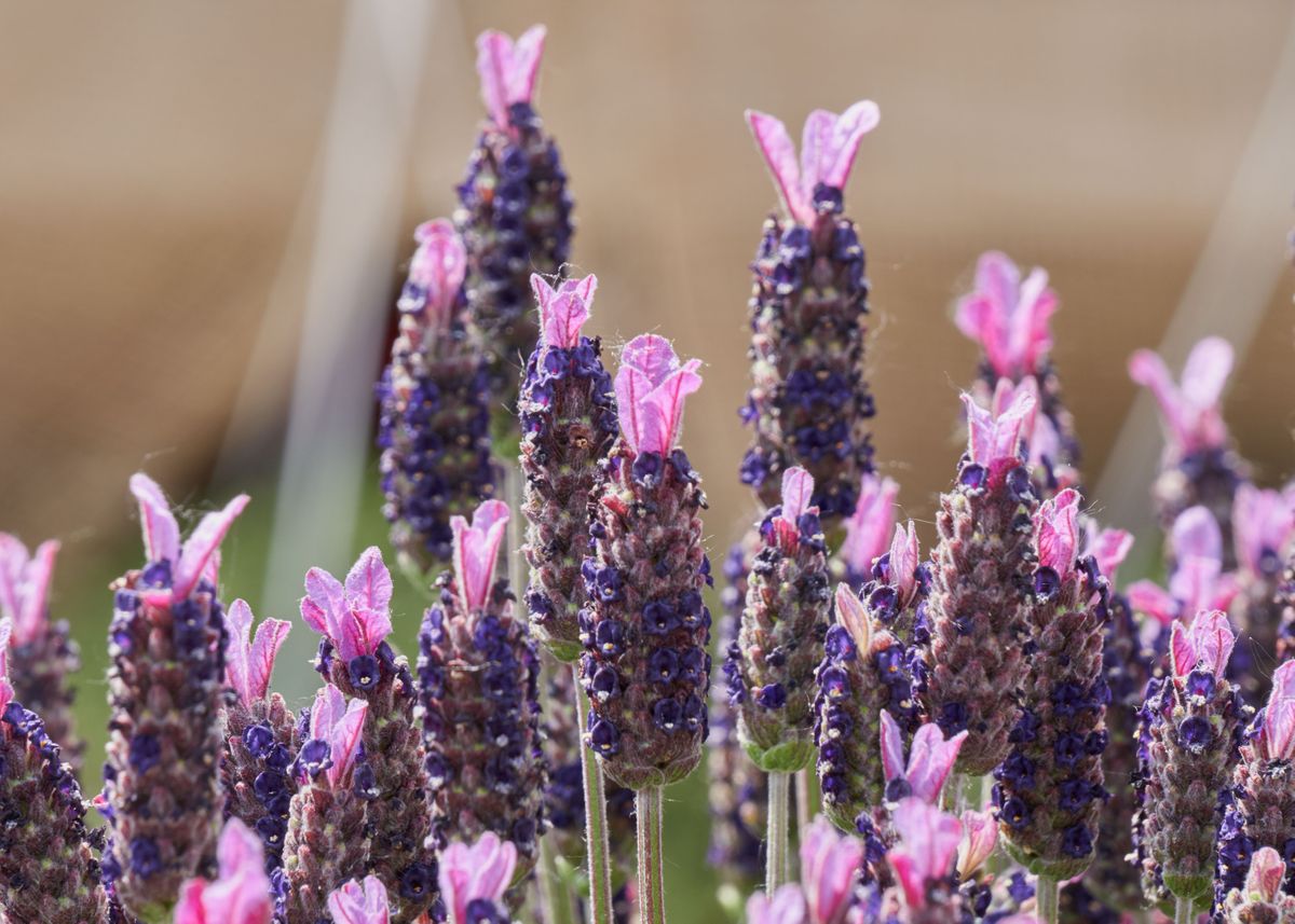 'lavender in bloom ' Poster by Ornella Bonomini Displate