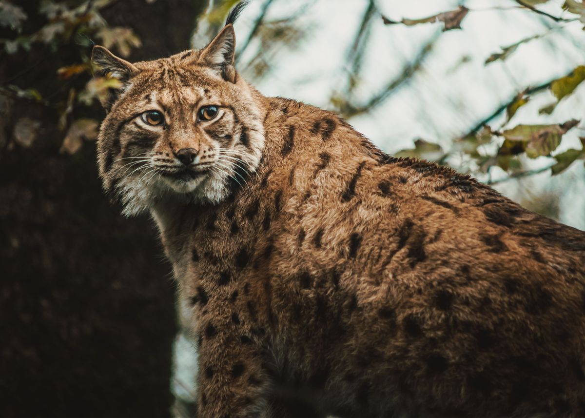 'Lynx looking back' Poster by Nick Lang | Displate