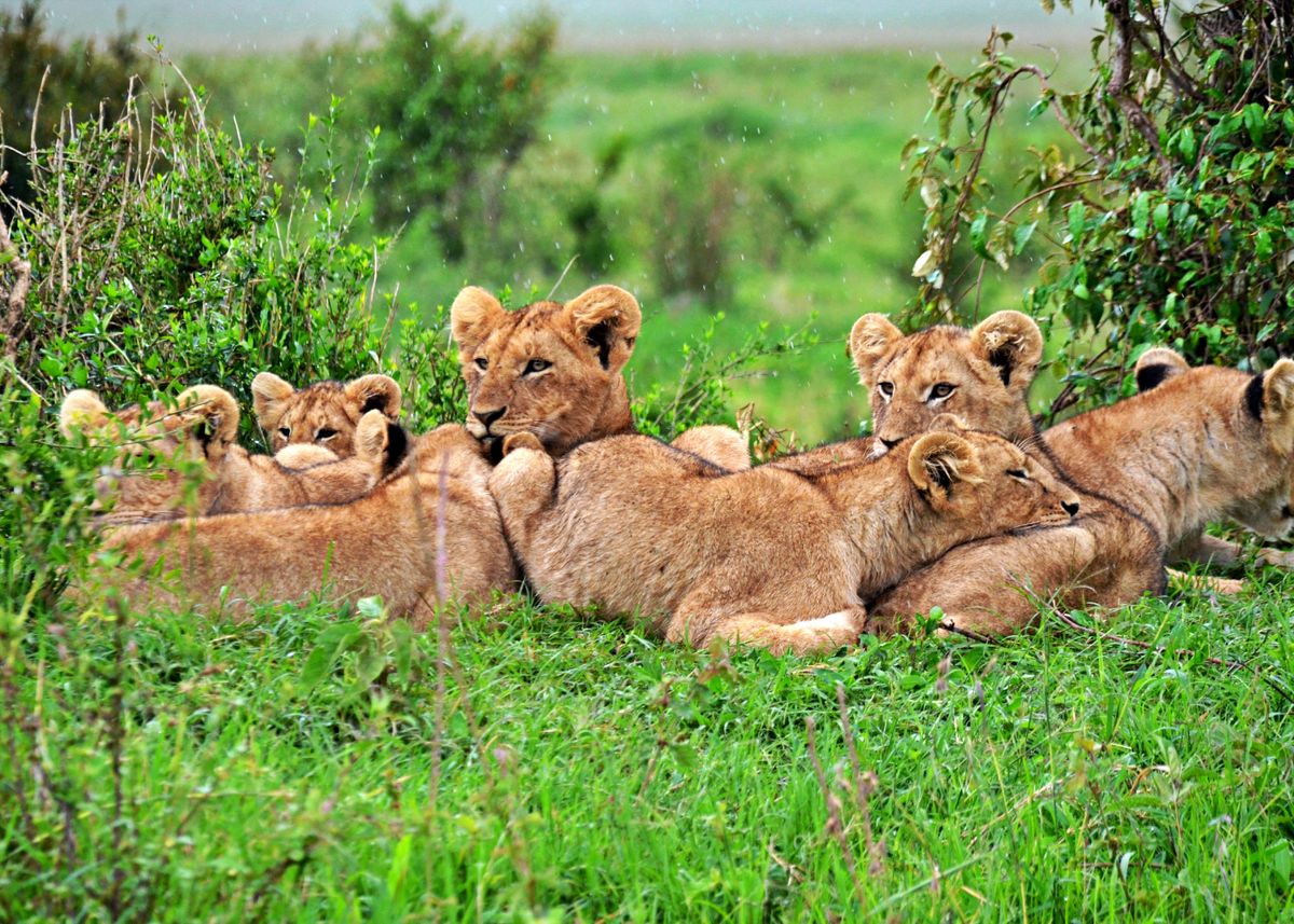 'Beautiful Lion Cubs' Poster, Picture, Metal Print, Paint By Jane ...