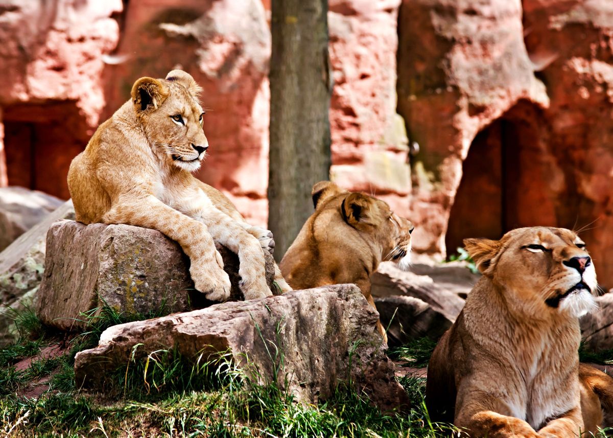 'Three Lionesses' Poster By Jane Lovering | Displate