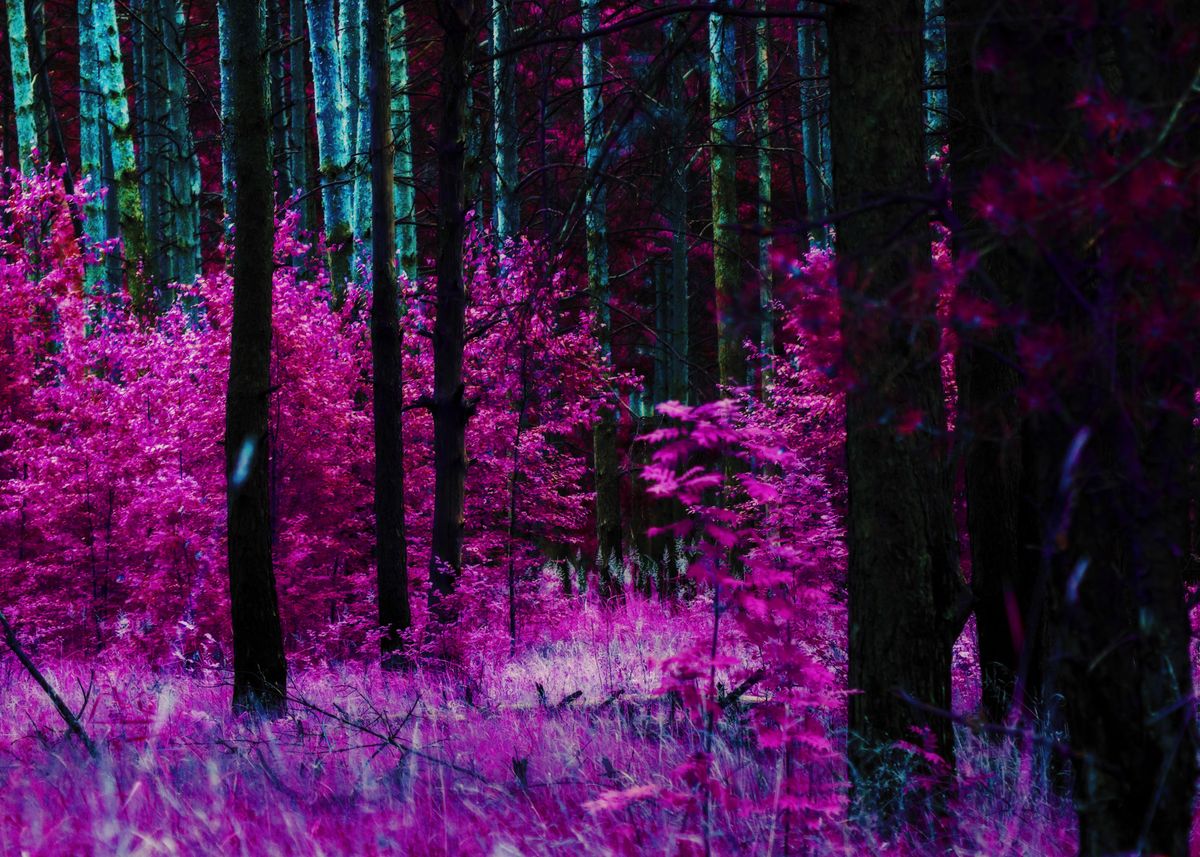 'Fantasy purple forest' Poster by AnnArtshock Pavlova | Displate