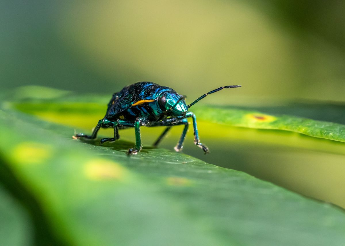 'Metallic Shield Bug' Poster, picture, metal print, paint by Nicole ...