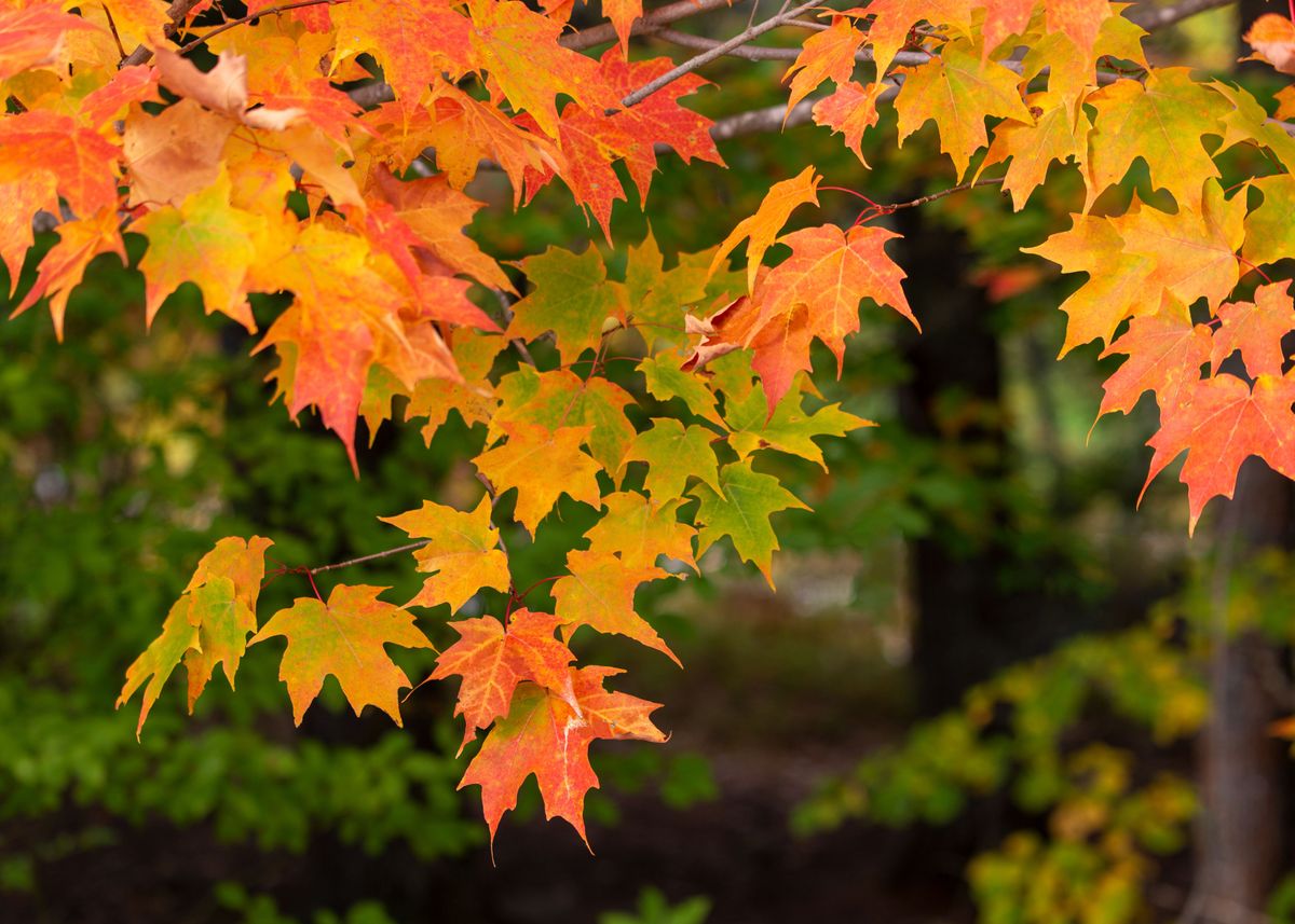 'autumn Leaf' Poster By The Bright Art 