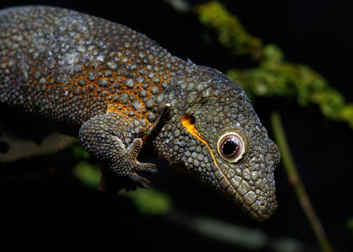 'Bauers chameleon gecko' Poster by Valdemar Joergensen | Displate