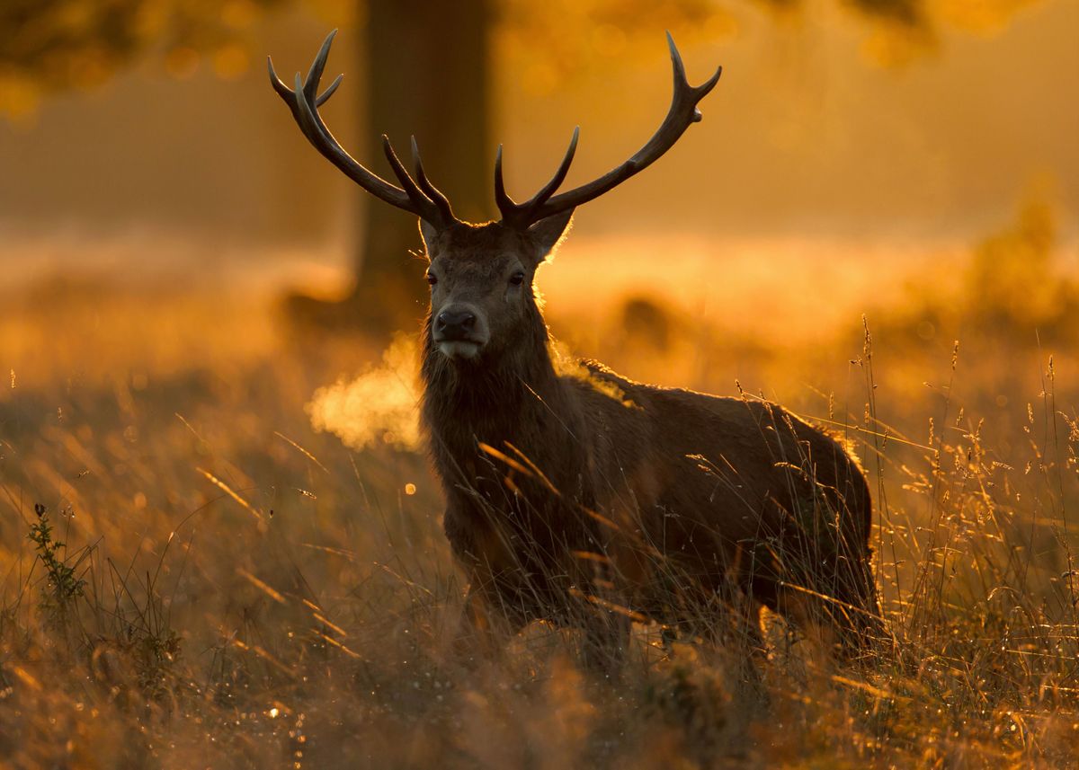 'Deer Poster' Poster by Milena Woodcock | Displate