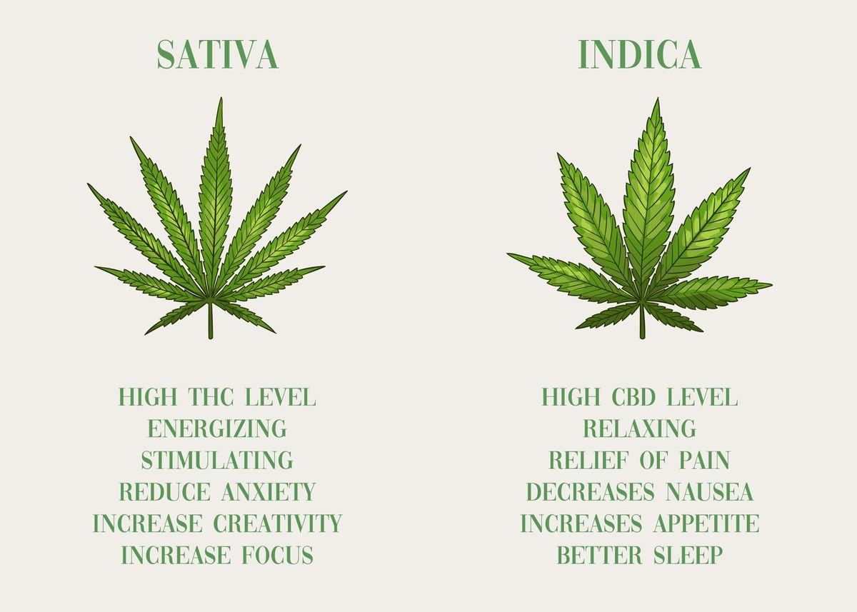 'Cannabis Sativa vs Indica' Poster, picture, metal print, paint by ...