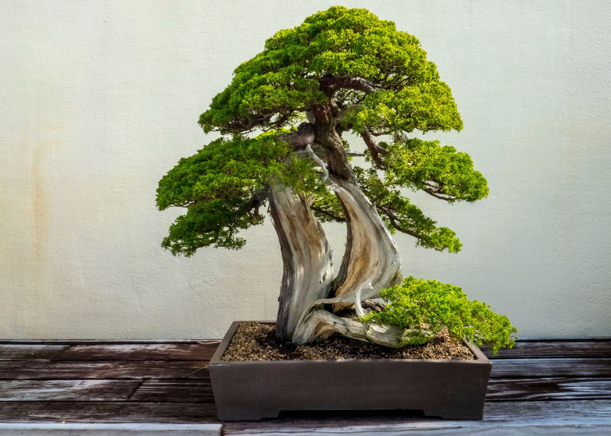 The Art of Growing Bonsai Trees