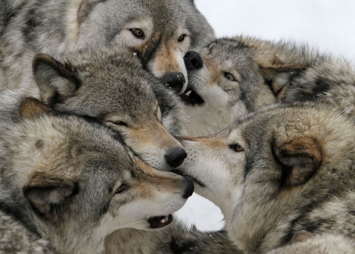 Wolf pack 1