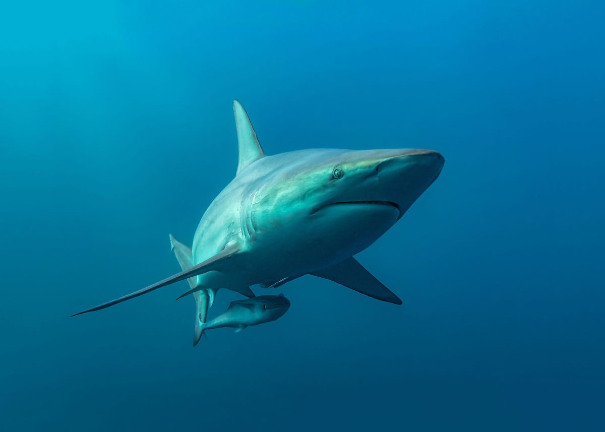 Oceanic Blacktip Shark