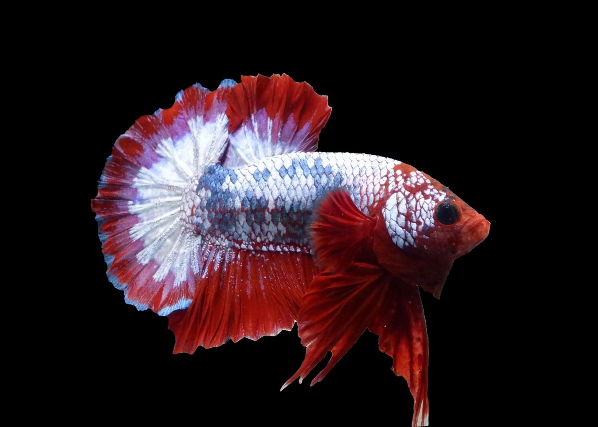 Fccp Betta Fish Poster Picture Metal Print Paint By Upscale Betta