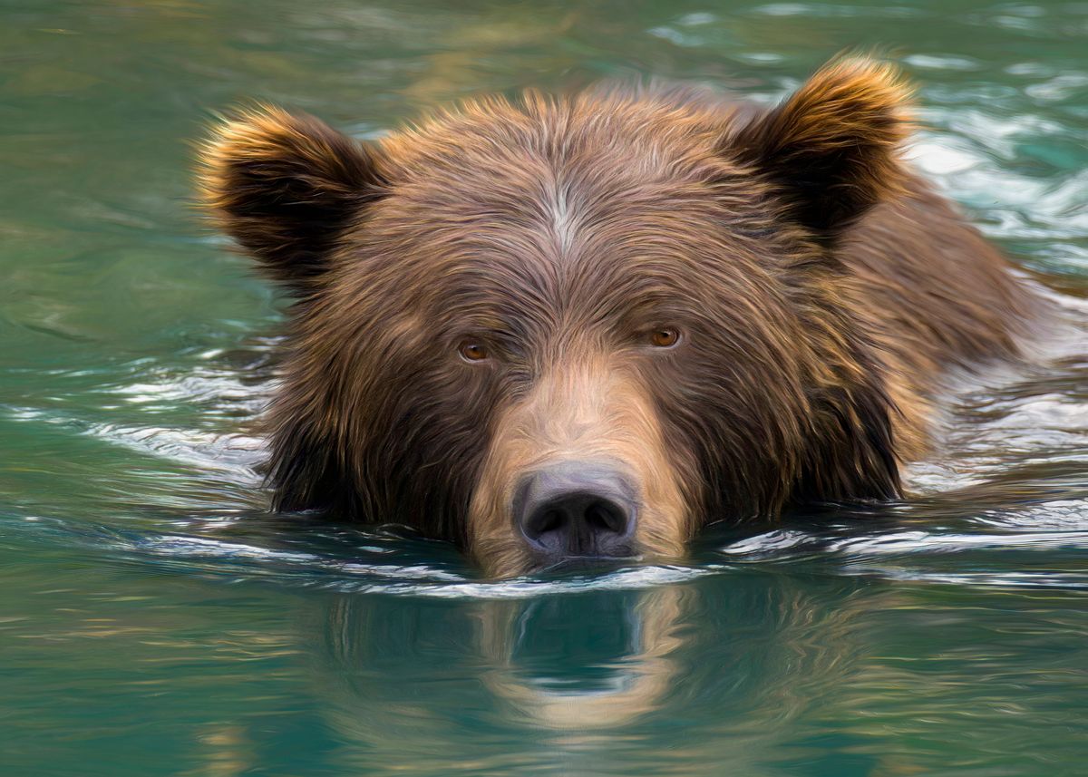 'grizzly Reflection' Poster By Pam Mullins 