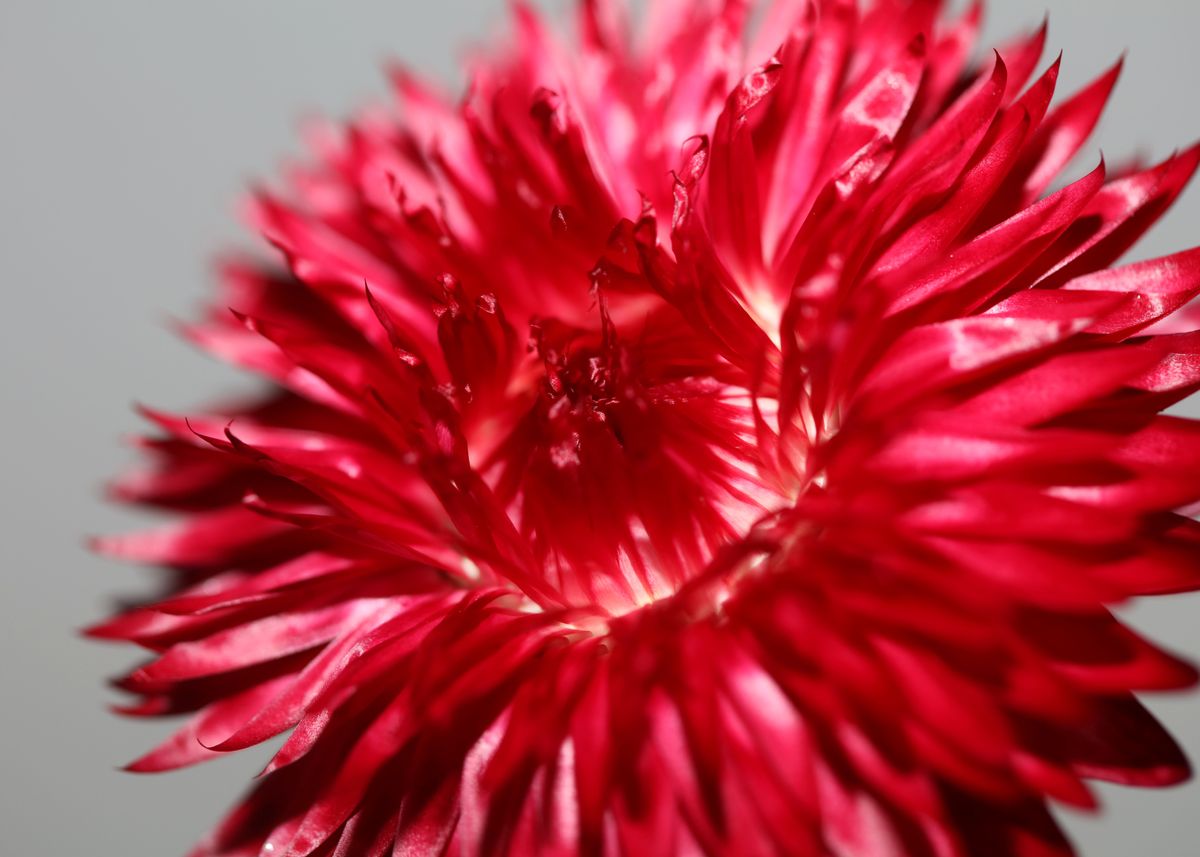 'Helichrysum flower macro' Poster, picture, metal print, paint by ...