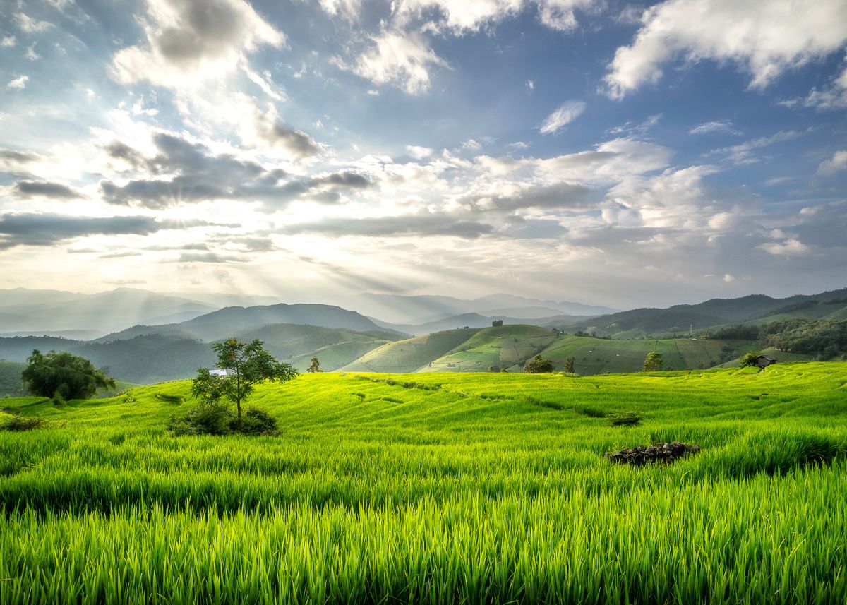 'Terraces rice fields on mo' Poster, picture, metal print, paint by ...