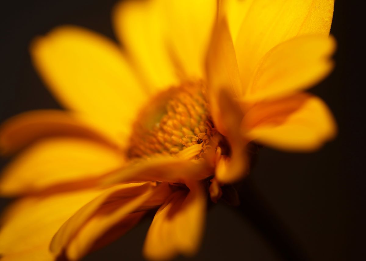 'Yellow blossom macro shoot' Poster by BakalaeroZz Photography | Displate