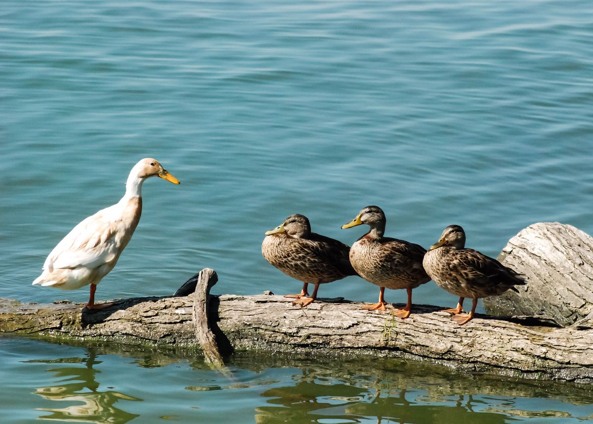 'Ducks in a Row' Poster by Christine DuQuette | Displate