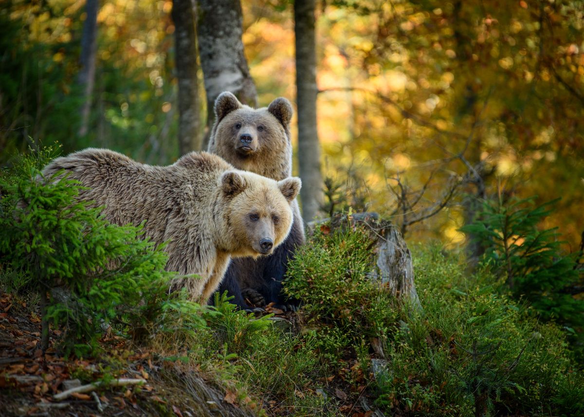 'Two brown bears' Poster by Volodymyr Burdiak | Displate