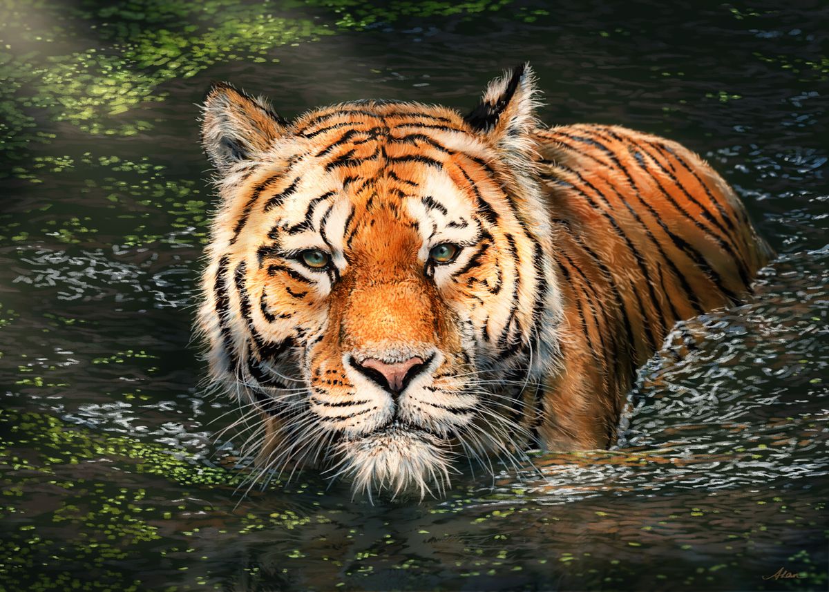 'Bengal Tiger' Poster by alandodrawing | Displate