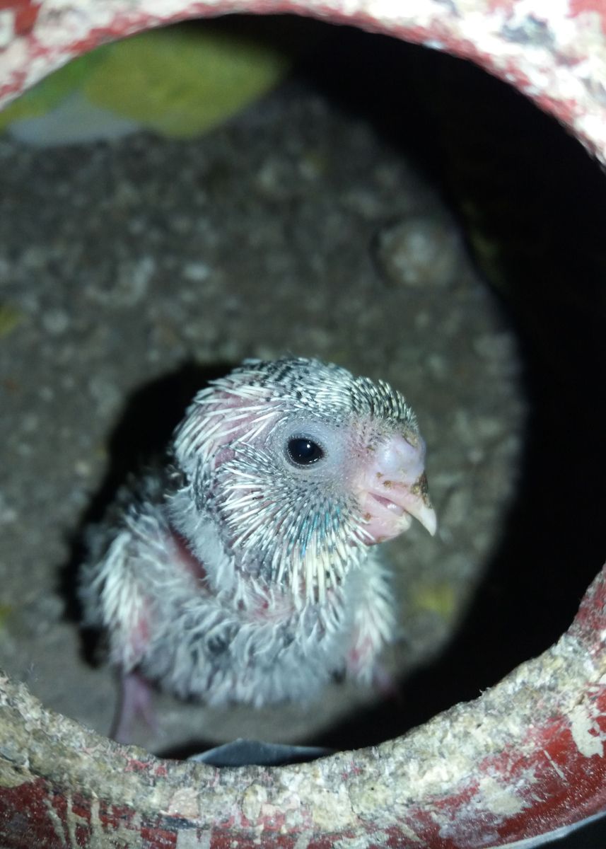 'Baby Love Bird' Poster by Nisansala Hansamali Displate