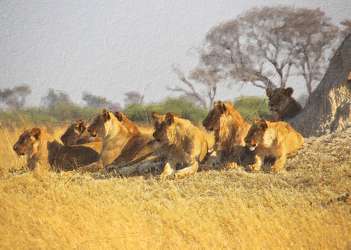 'Lion' Poster, picture, metal print, paint by Riddle Mack | Displate