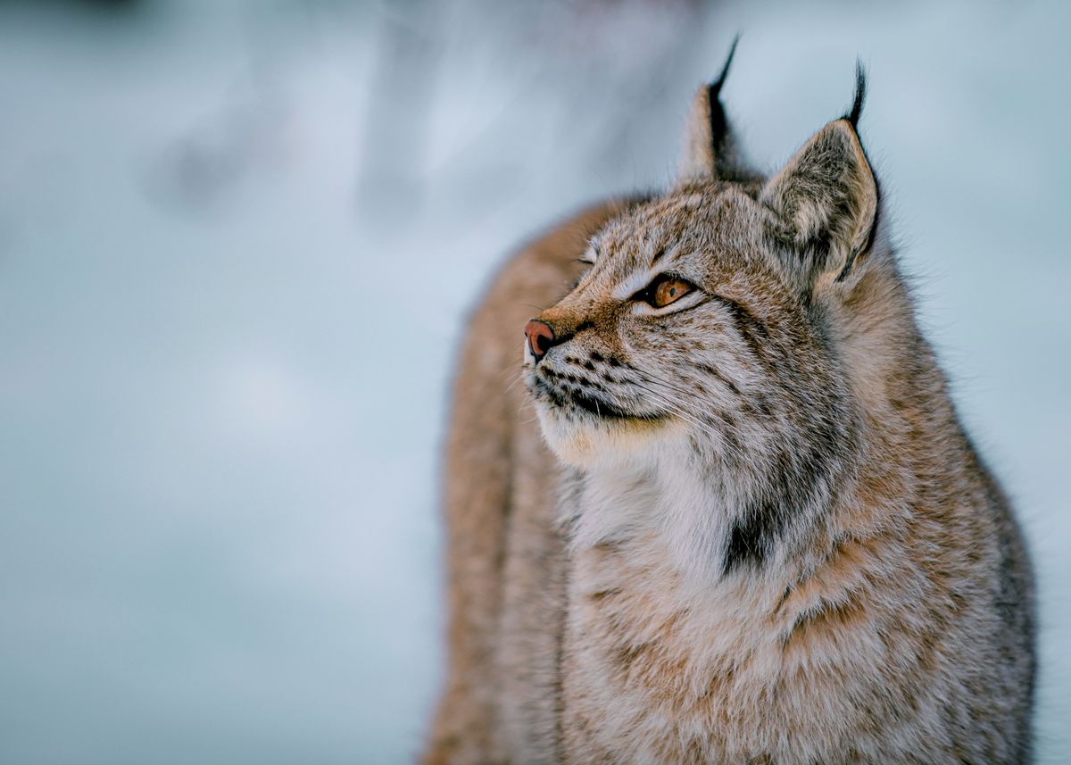 'Lynx' Poster by Purple Haze | Displate