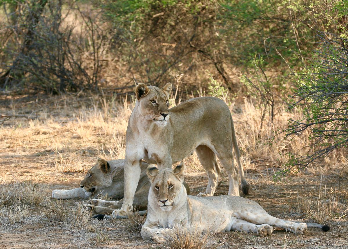 'Lionesses ' Poster, Picture, Metal Print, Paint By Leila Studio | Displate