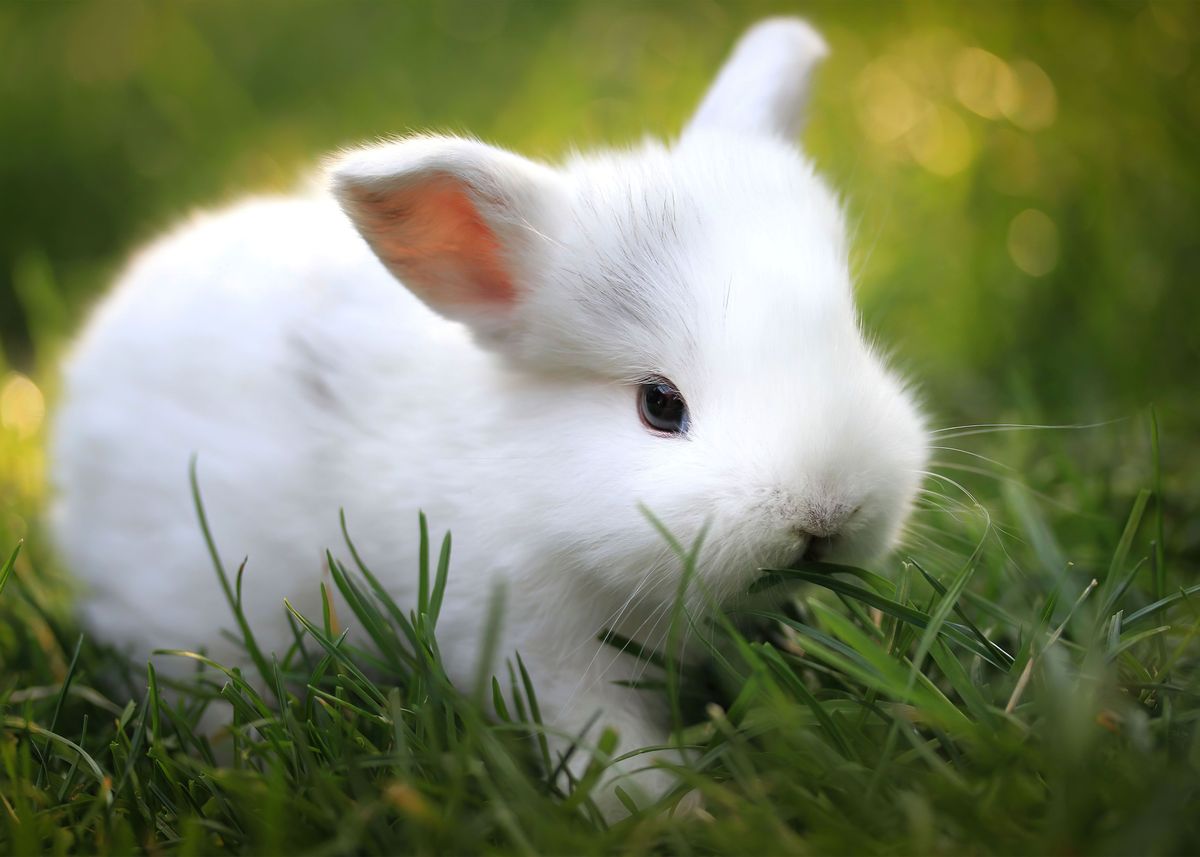 Bunny chewing outlet