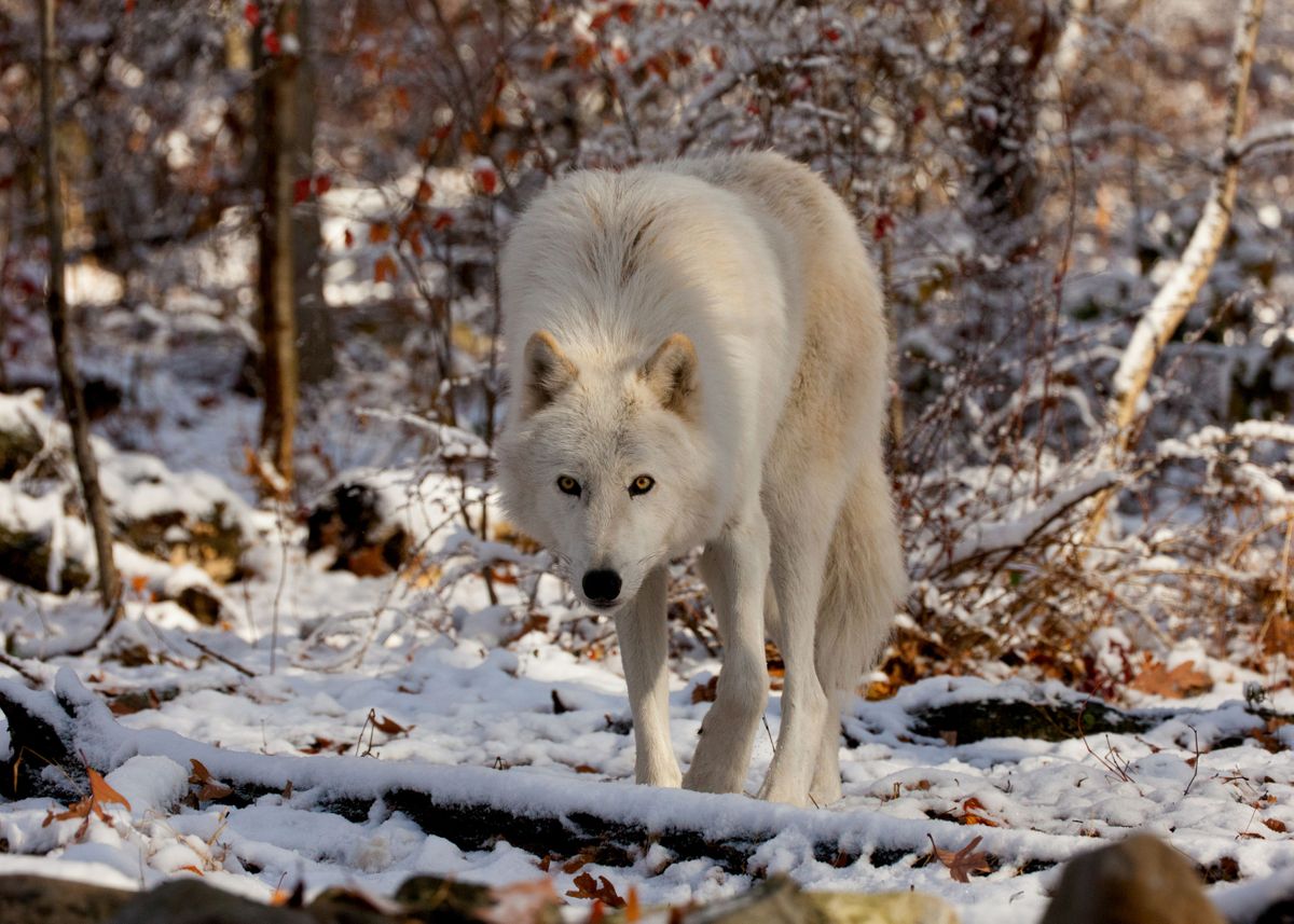 'Wary and Watchful Wolf' Poster, picture, metal print, paint by Joe ...