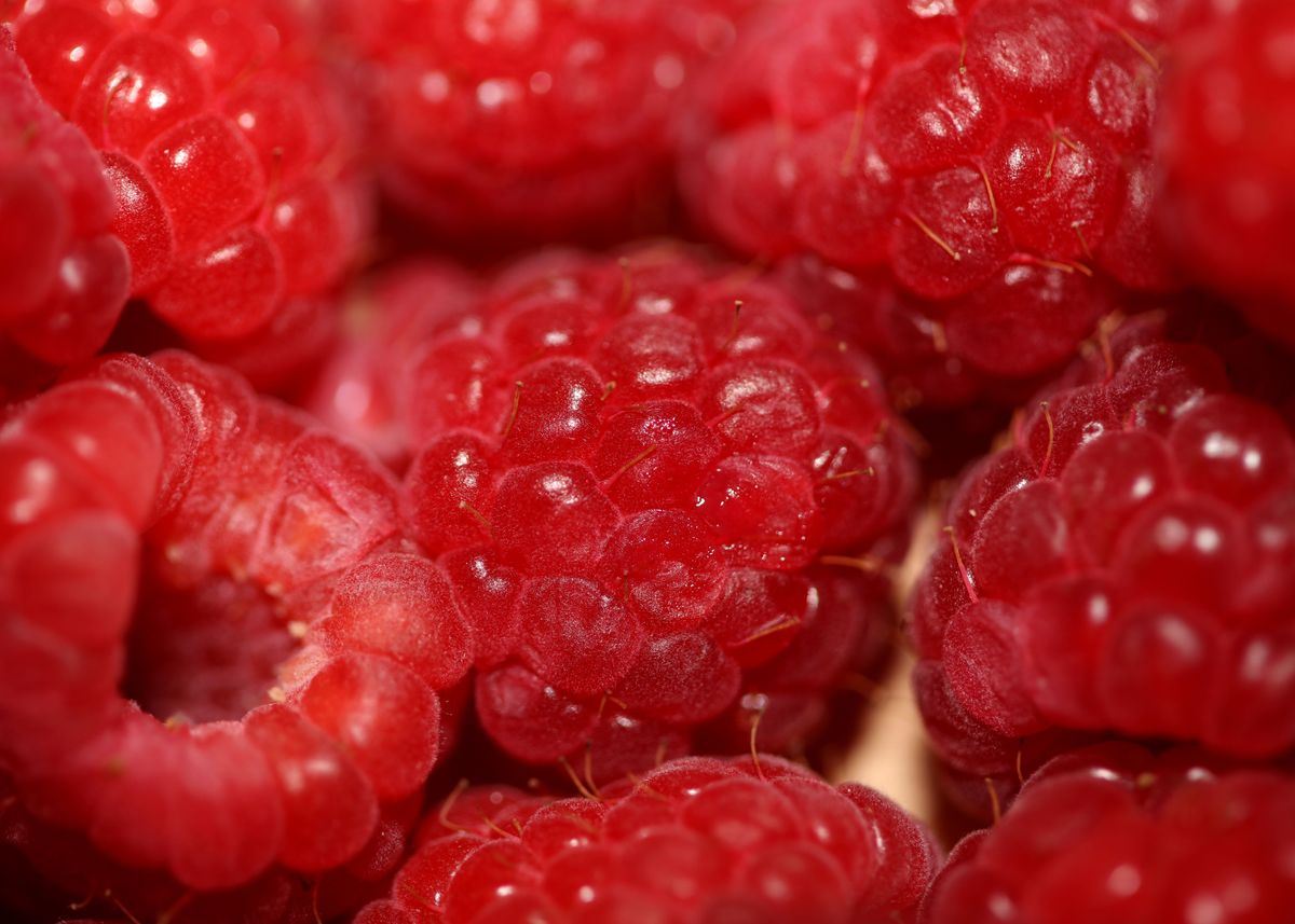 'red Raspberries Fruits' Poster By Bakalaerozz Photography 