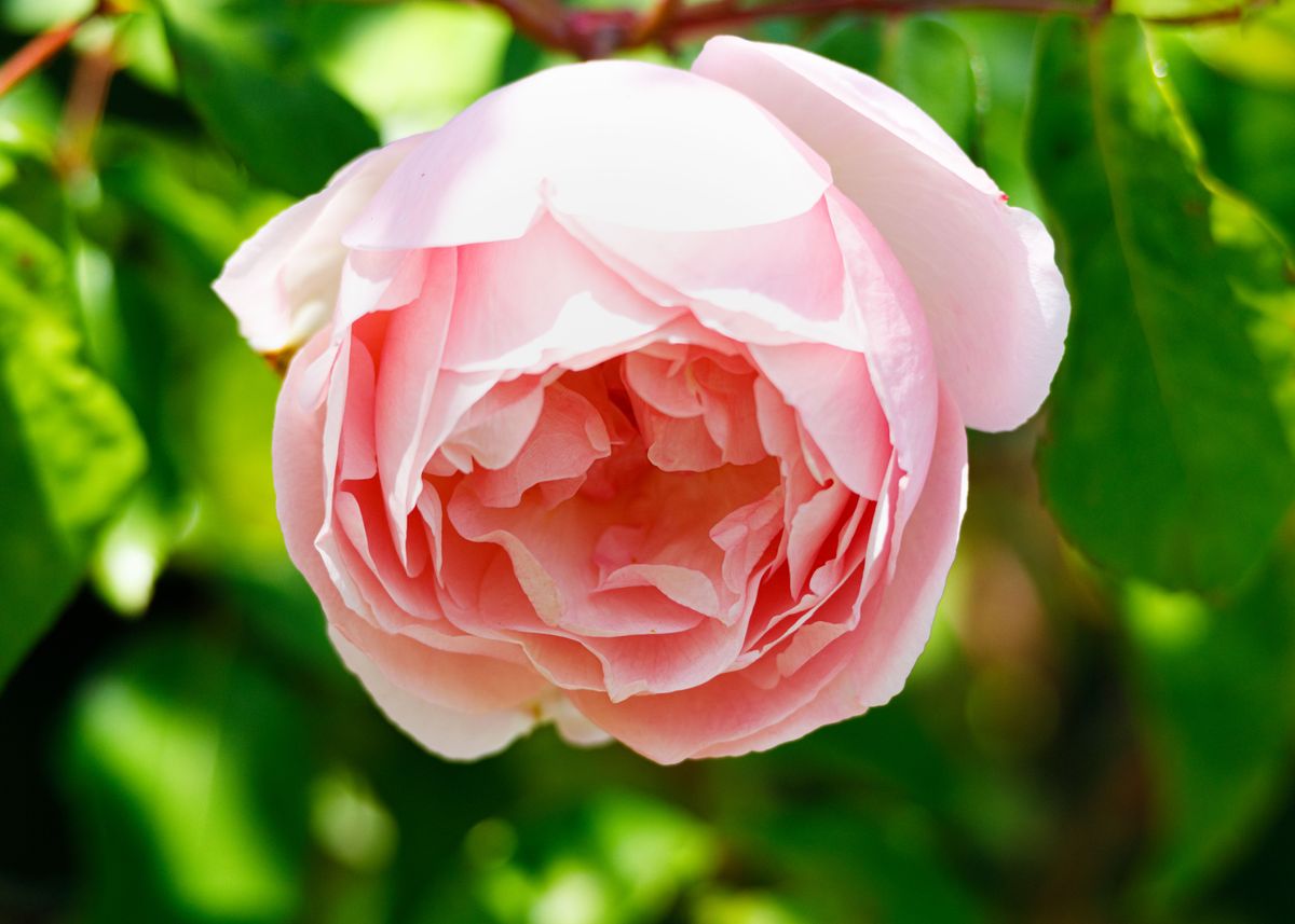 Giuseppe Roses 'Macro of a rose' Poster, picture, metal print, paint by Giuseppe ...