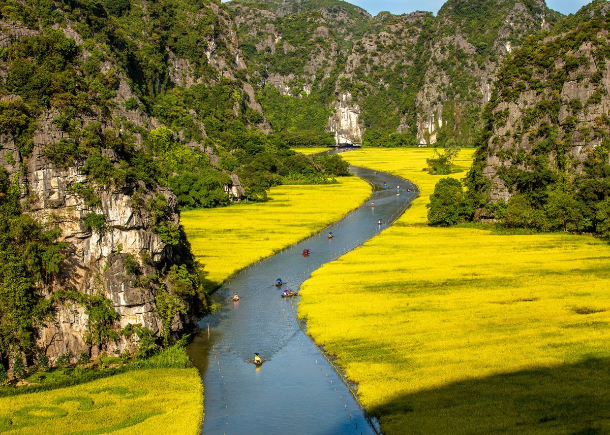 Golden Miniature flowers' Poster, picture, metal print, paint by Thanh  Hoang Cong