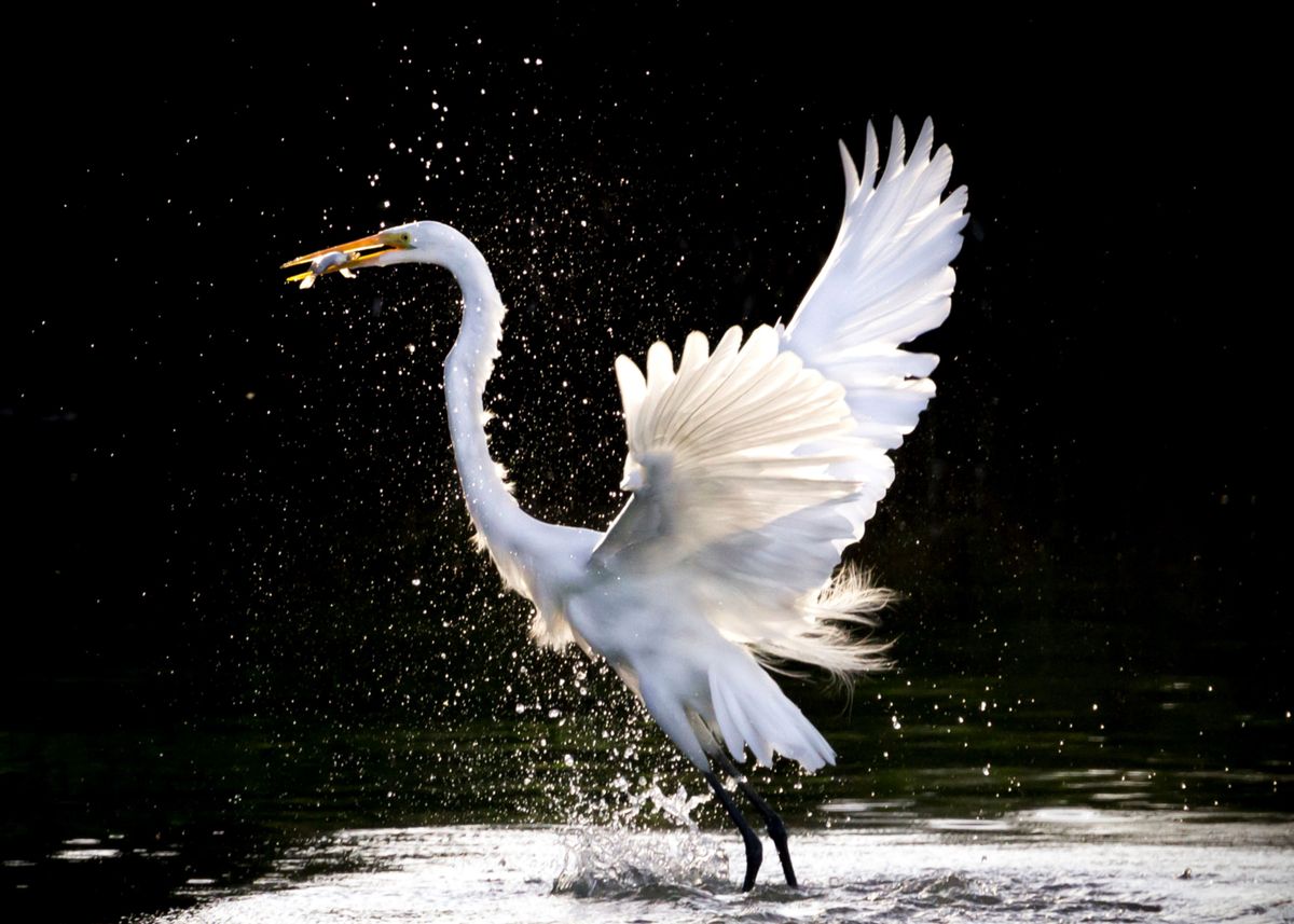 'Swan catching Fish' Poster by KrispyArt | Displate