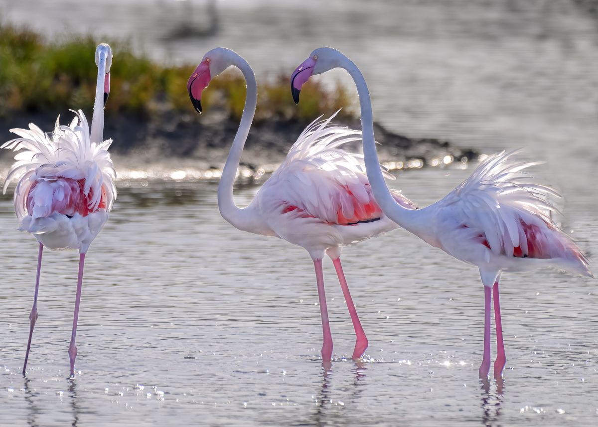 'Flamingoes' Poster, picture, metal print, paint by David Campling ...