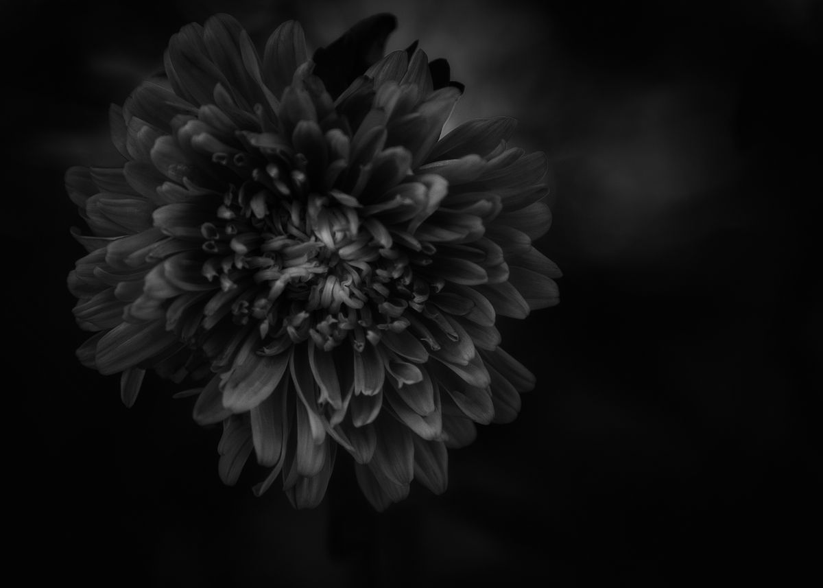 'Black Flower' Poster by AliceWhite Milano | Displate