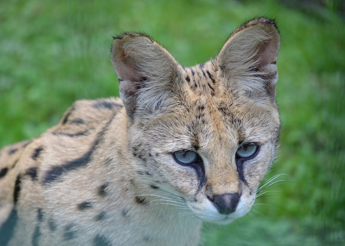 'A portrait of a serval' Poster, picture, metal print, paint by Norman ...