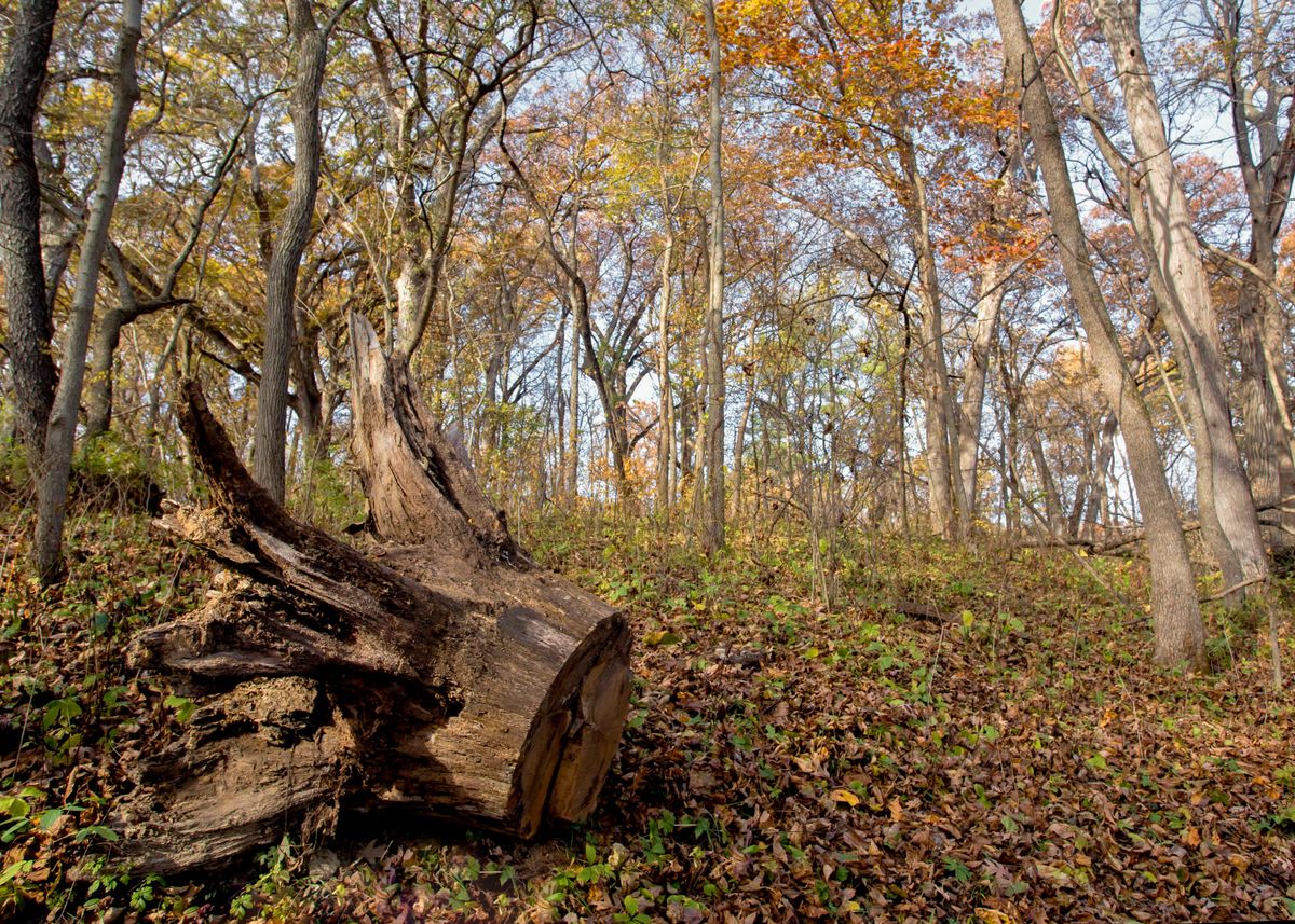 Fall Stumps 'Tree stump in fall' Poster, picture, metal print, paint by Katie ...
