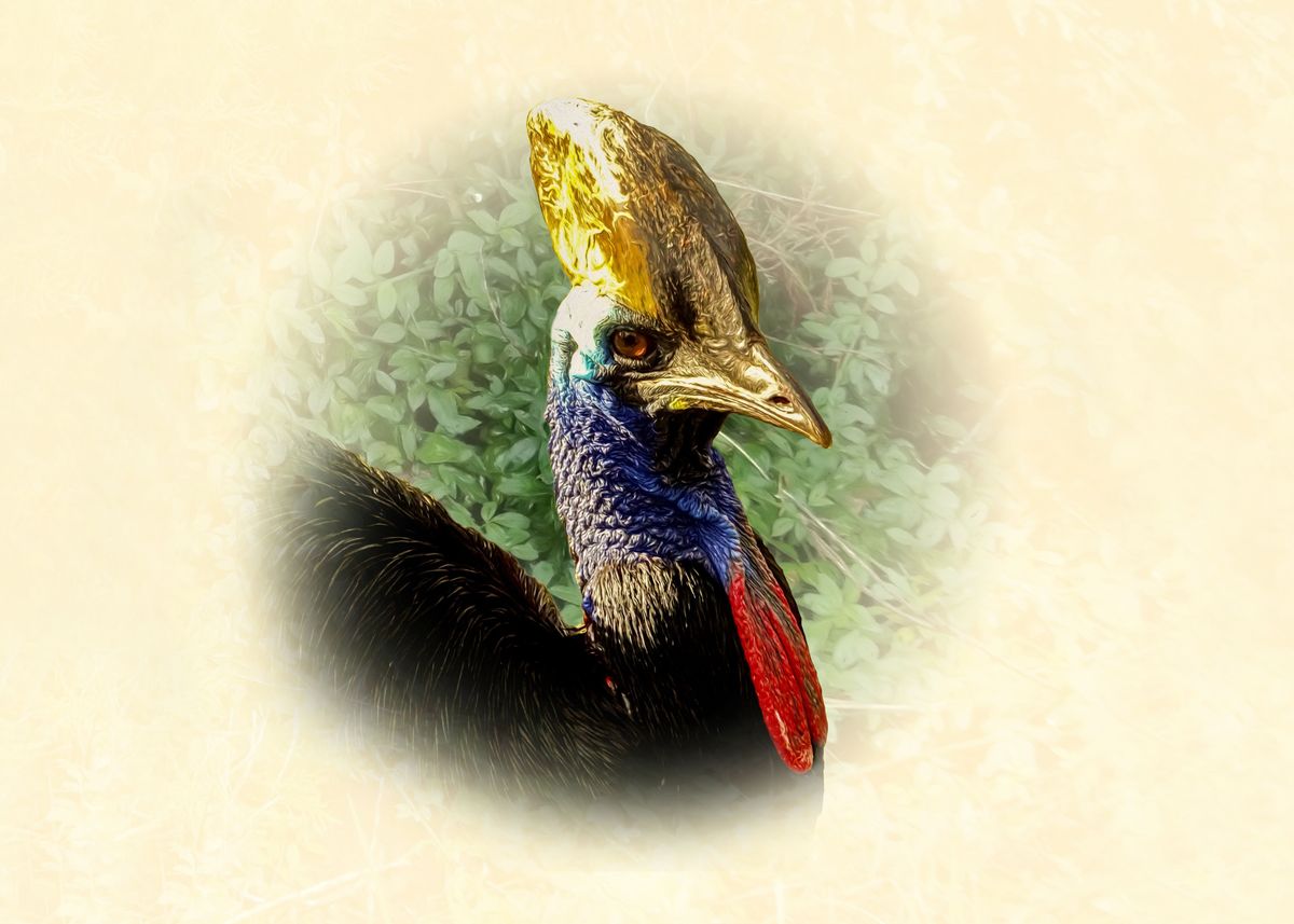 'Southern cassowary' Poster, picture, metal print, paint by Gyula ...