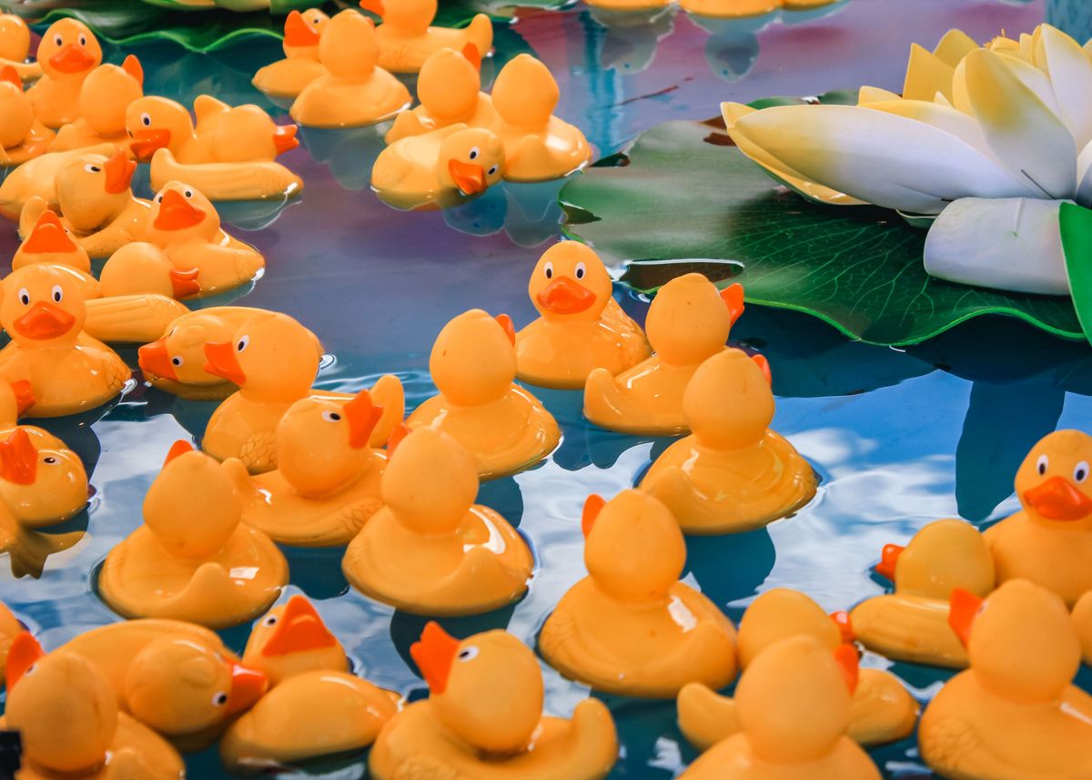 'Rubber Ducks' Poster, picture, metal print, paint by Ingrid Nagy ...