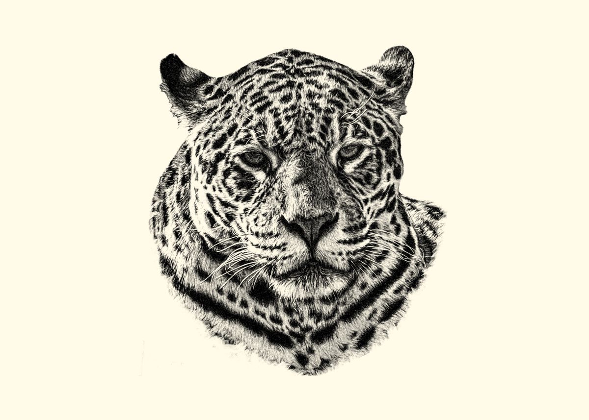 'Jaguar' Poster, picture, metal print, paint by Gyula Gvardián | Displate