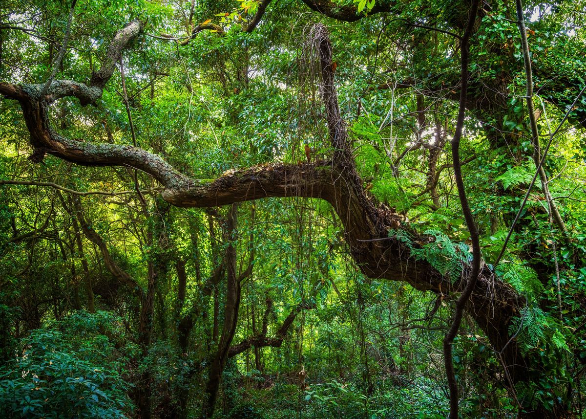 'Old Forest Sintra Portugal' Poster, picture, metal print, paint by ...