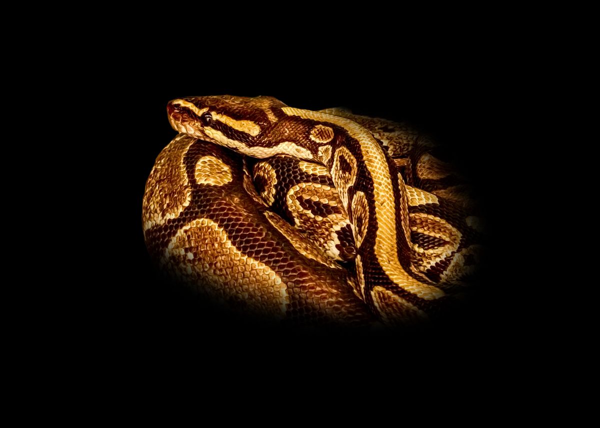 'Python Snake Close-Up' Poster, picture, metal print, paint by Gyula ...