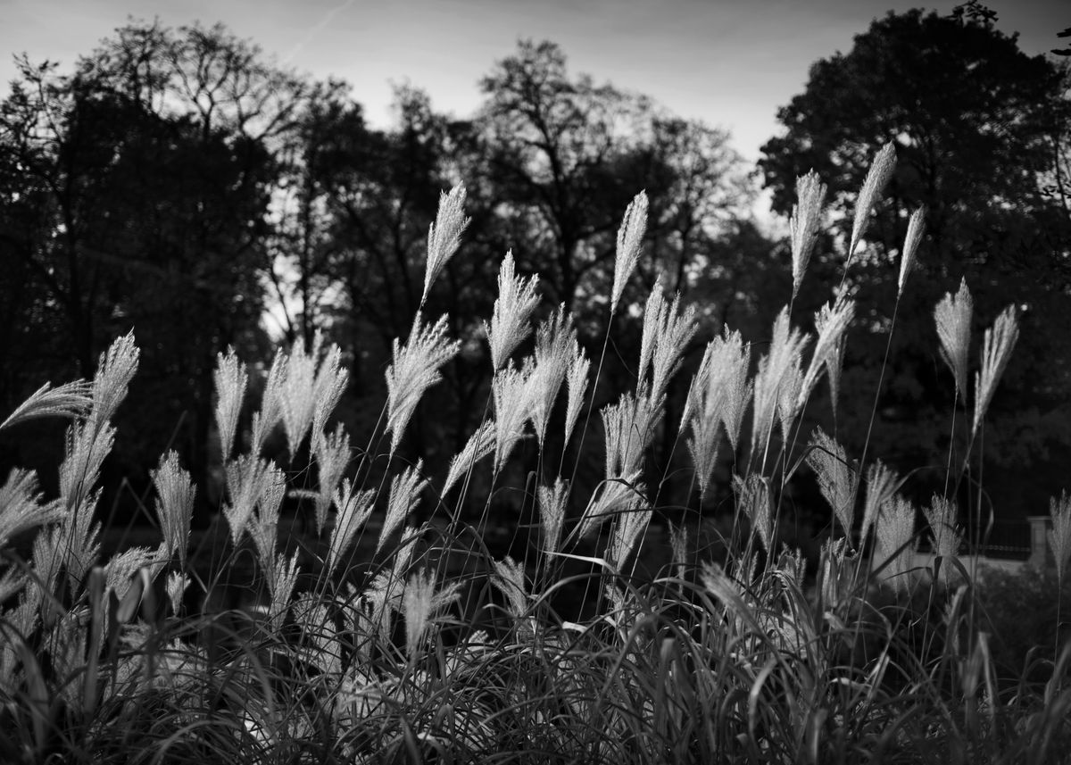 'Black And White Reeds' Poster, picture, metal print, paint by ...