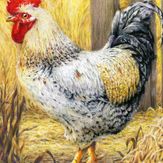 Amanda Diehl Merch Shop: Art, Posters & Prints | Displate