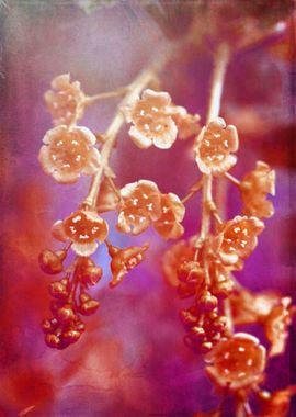 Currant flowers