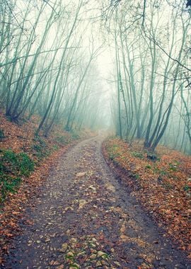 The winter fog on wood