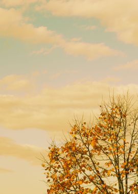 Autumn Tree on Cloudy Sky