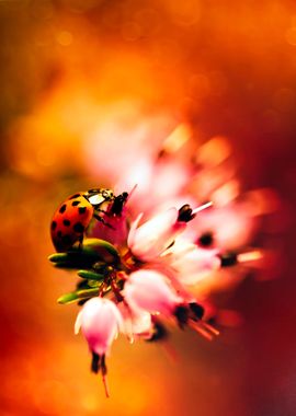 Composition with pink heathers and red ladybug