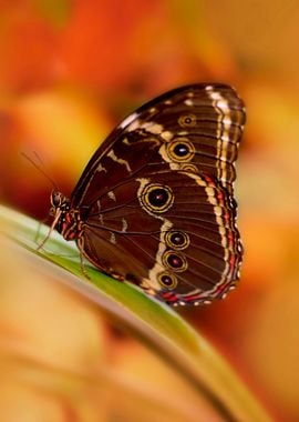 Big Brown Butterfly